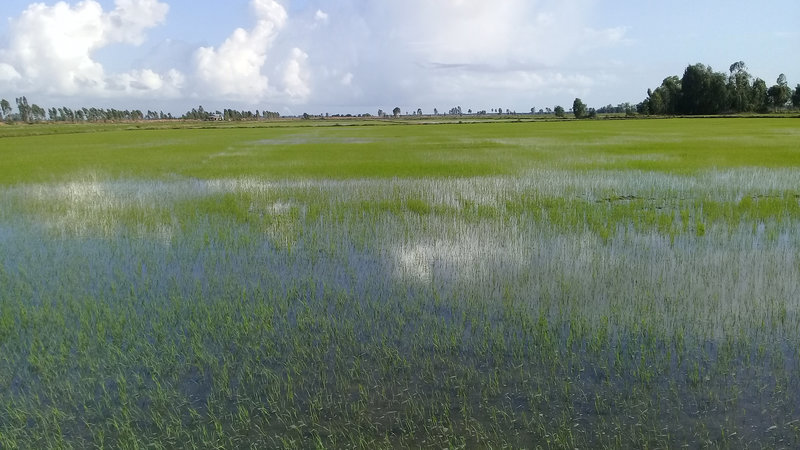 tap trung sx lua DX.jpg